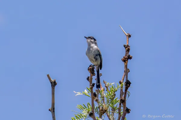 Black-tailed Gnatcatcher