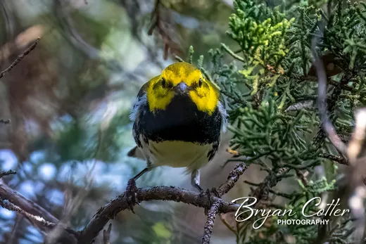 Black-throated Green Warbler