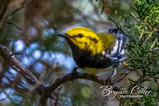 Black-throated Green Warbler