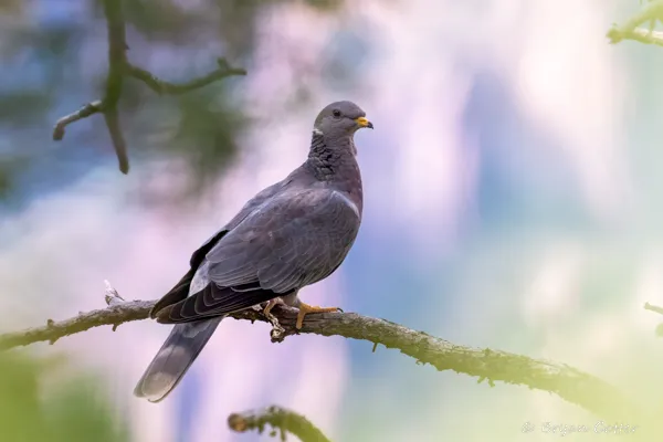 Band-tailed Pigeon