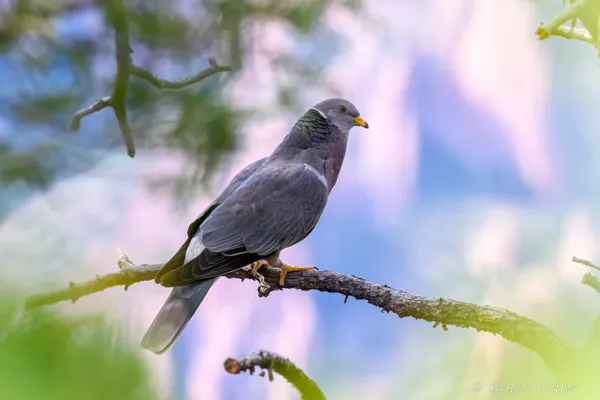 Band-tailed Pigeon