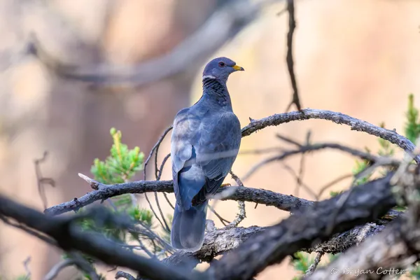Band-tailed Pigeon