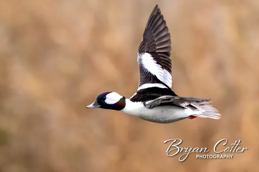 Bufflehead