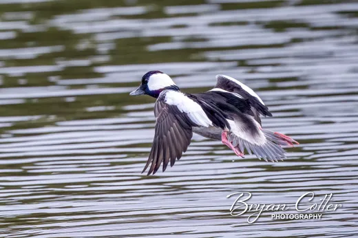 Bufflehead