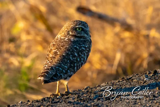Burrowing Owl