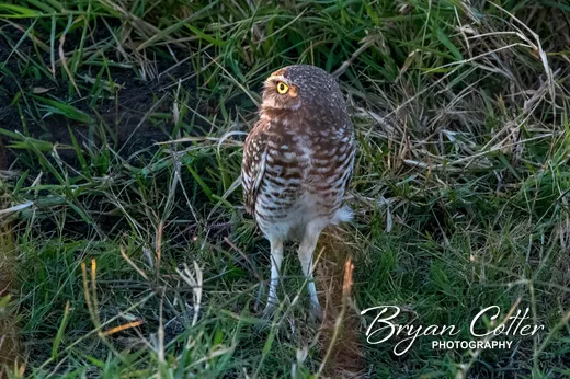 Burrowing Owl