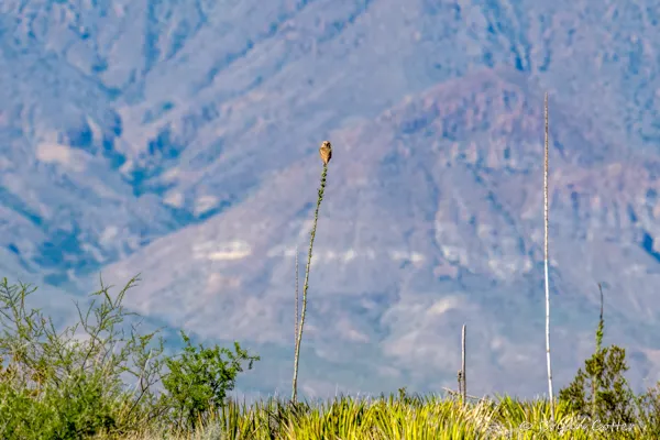 Burrowing Owl