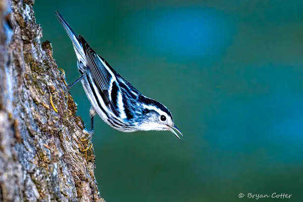 Black-and-white Warbler