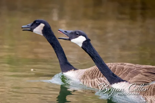 Canada Goose