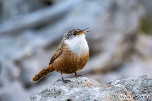 Canyon Wren