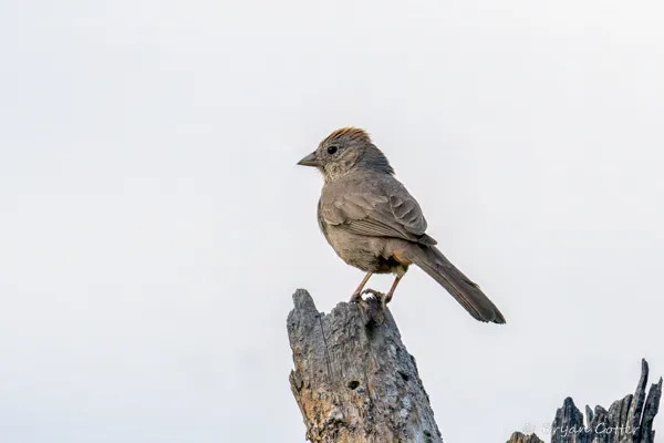 Canyon Towhee