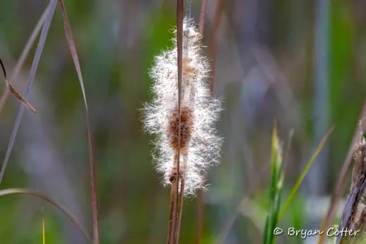 Cattails