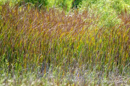 Cattails