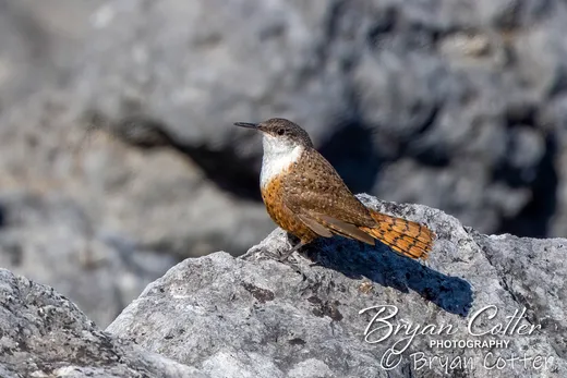 Carolina Wren