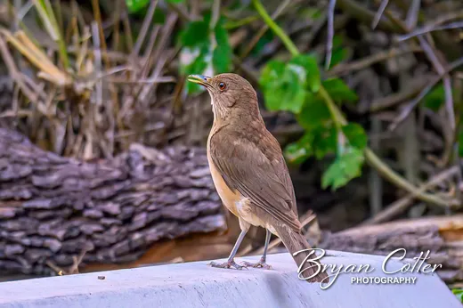 Clay-colored Thrush
