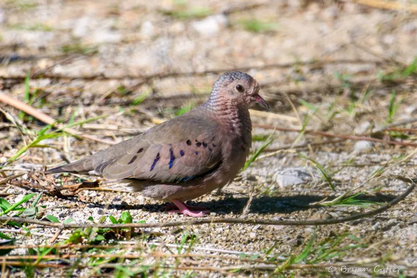 Common Ground Dove