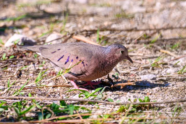 Common Ground Dove