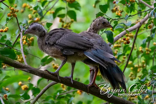 Plain Chachalaca