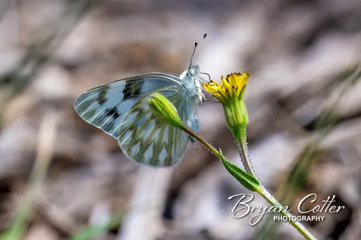 Checkered White
