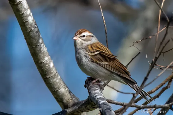 Chipping Sparrow