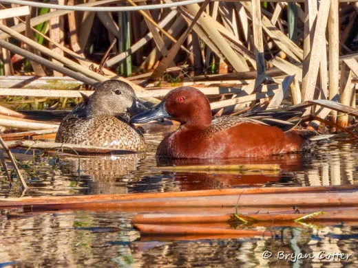 Cinnamon Teal