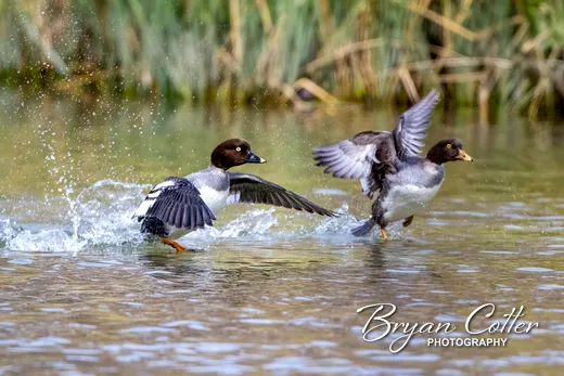Common Goldeneye