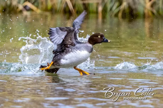 Common Goldeneye