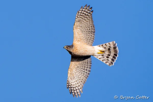 Cooper's Hawk