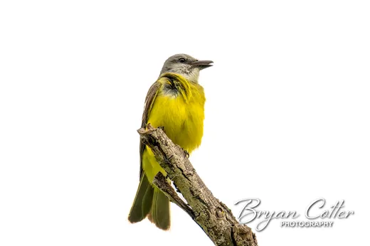 Couch's Kingbird