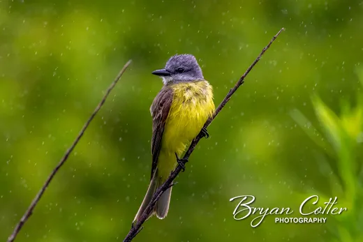 Couch's Kingbird