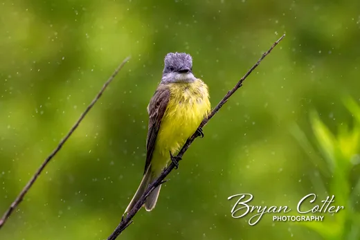 Couch's Kingbird