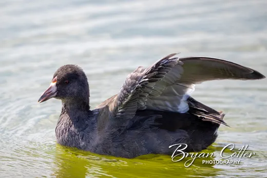 American Coot