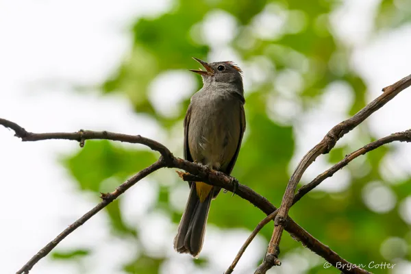 Colima Warbler