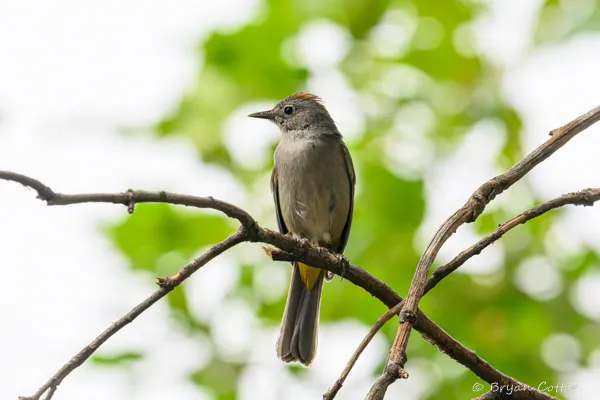 Colima Warbler