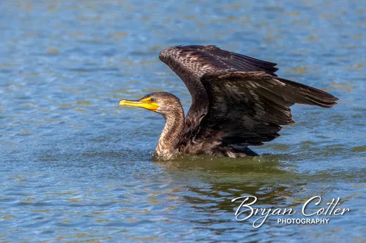 Double-crested Cormorant