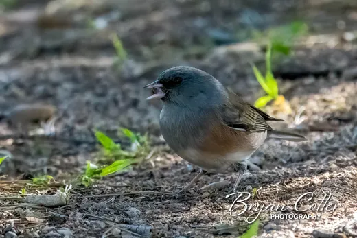 Dark-eyed Junco