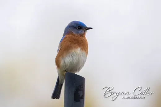 Eastern Bluebird