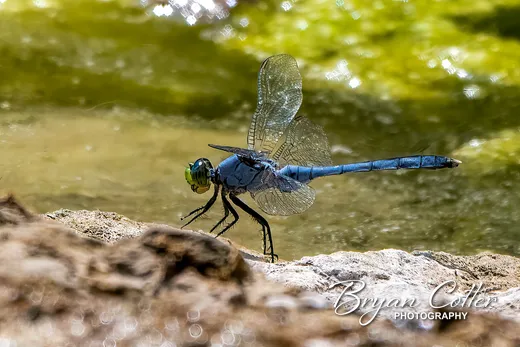 Eastern Pondhawk