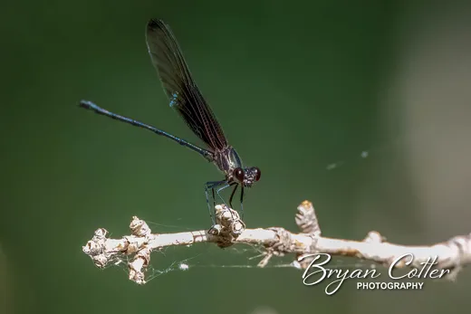 Ebony Jewelwing Damselfly