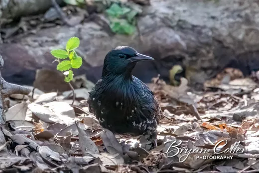 European Starling