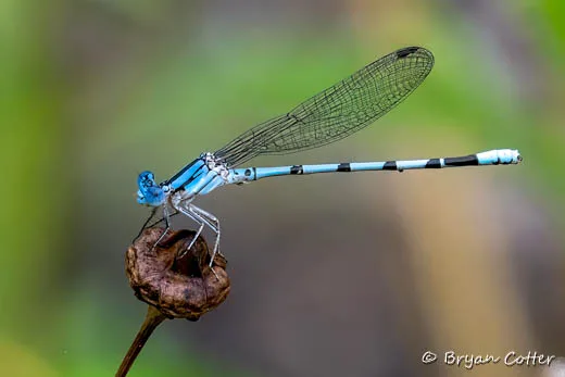Familiar Bluet Damselfly