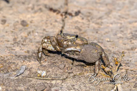 Fiddler Crab