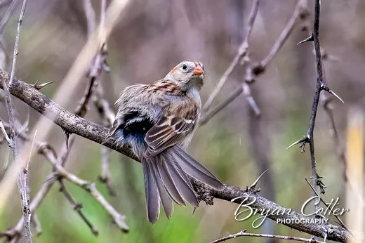 Field Sparrow