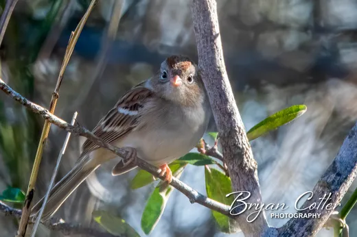 Field Sparrow