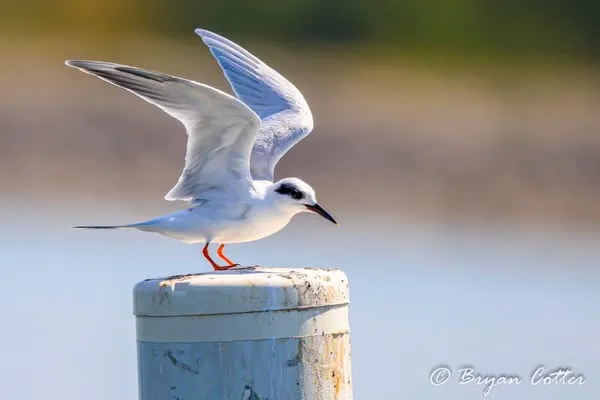 Forster's Tern