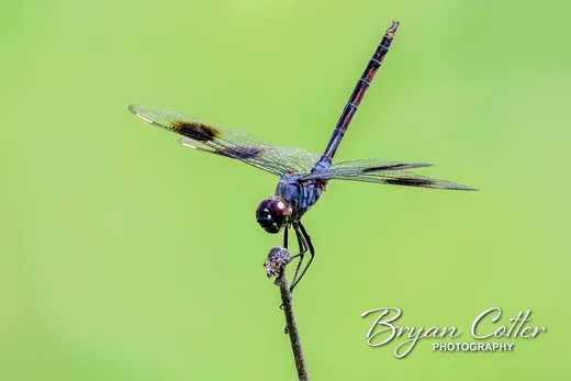 Four-spotted Pennant Dragonfly