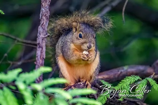 Eastern Fox Squirrel