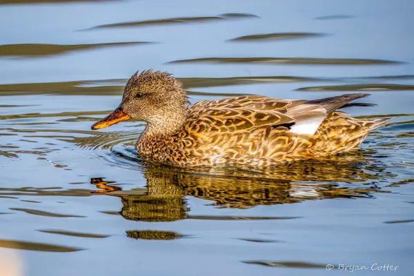 Gadwall