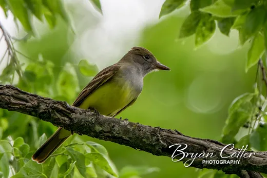 Great Crested Flycatcher