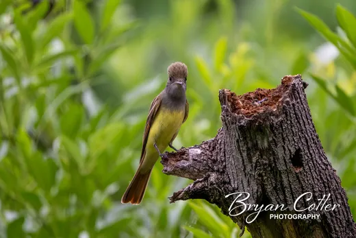 Great Crested Flycatcher